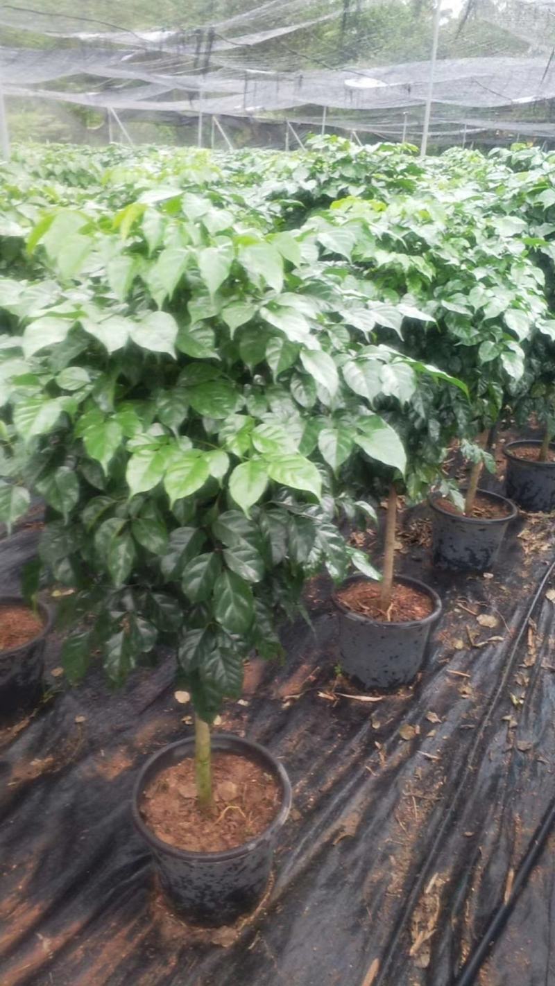 幸福树/绿宝自己种植无中间差价经验丰富年销量15万