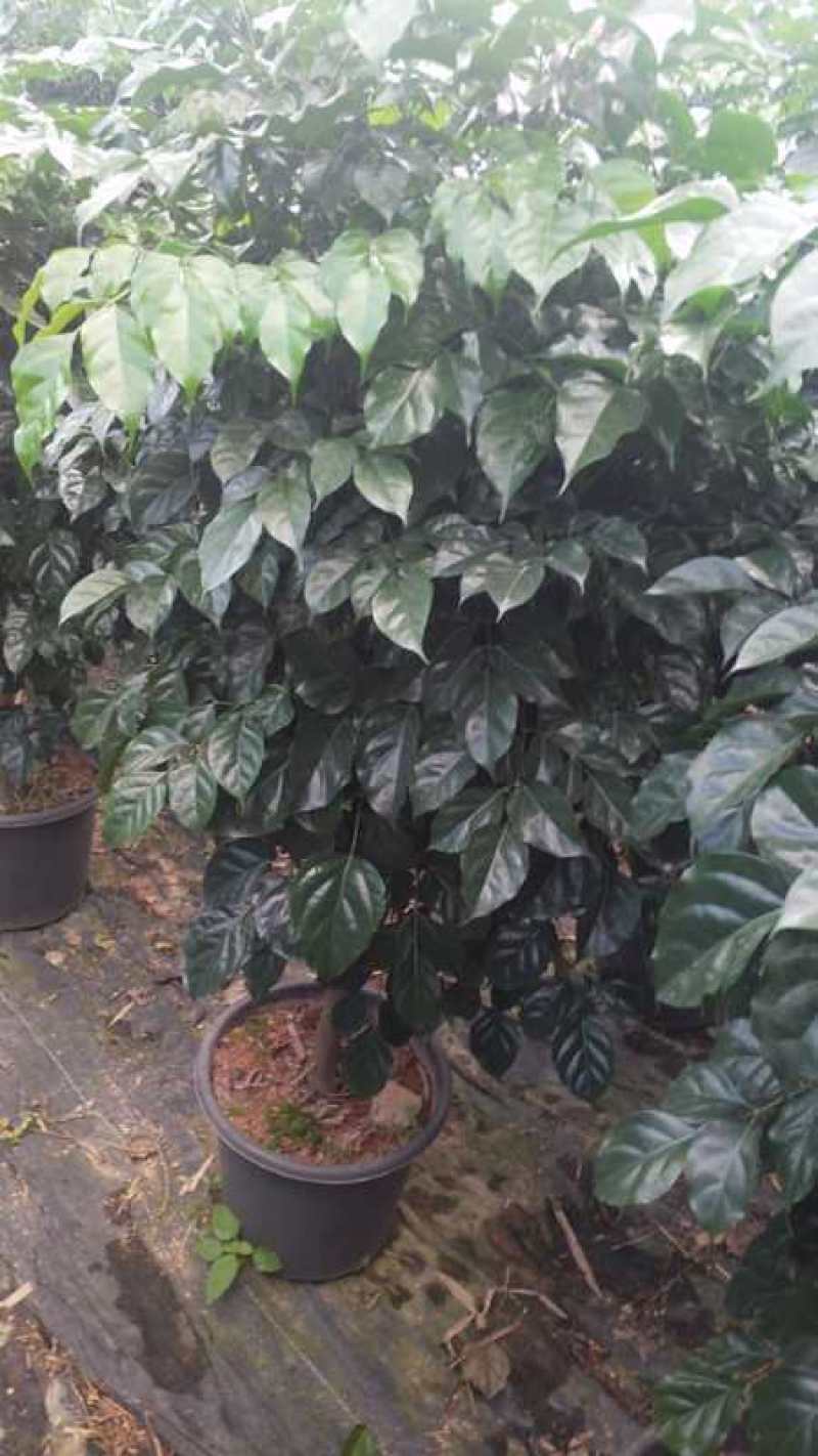 幸福树/绿宝自己种植无中间差价经验丰富年销量15万
