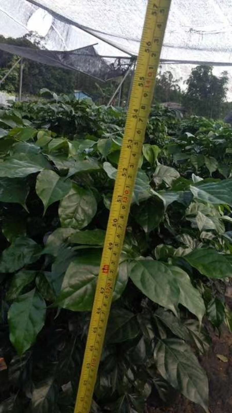 幸福树/绿宝自己种植无中间差价经验丰富年销量15万
