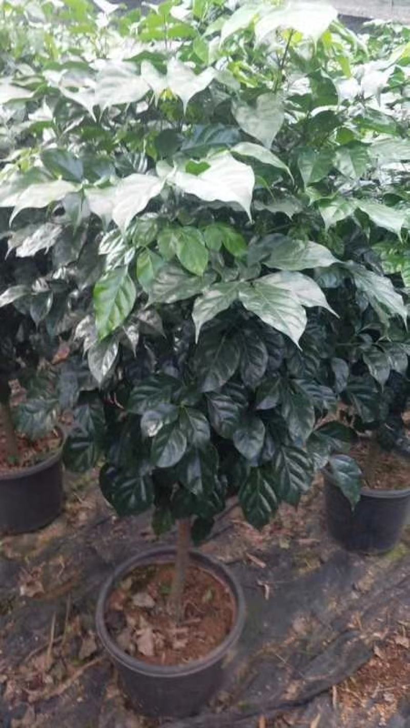 幸福树/绿宝自己种植无中间差价经验丰富年销量15万