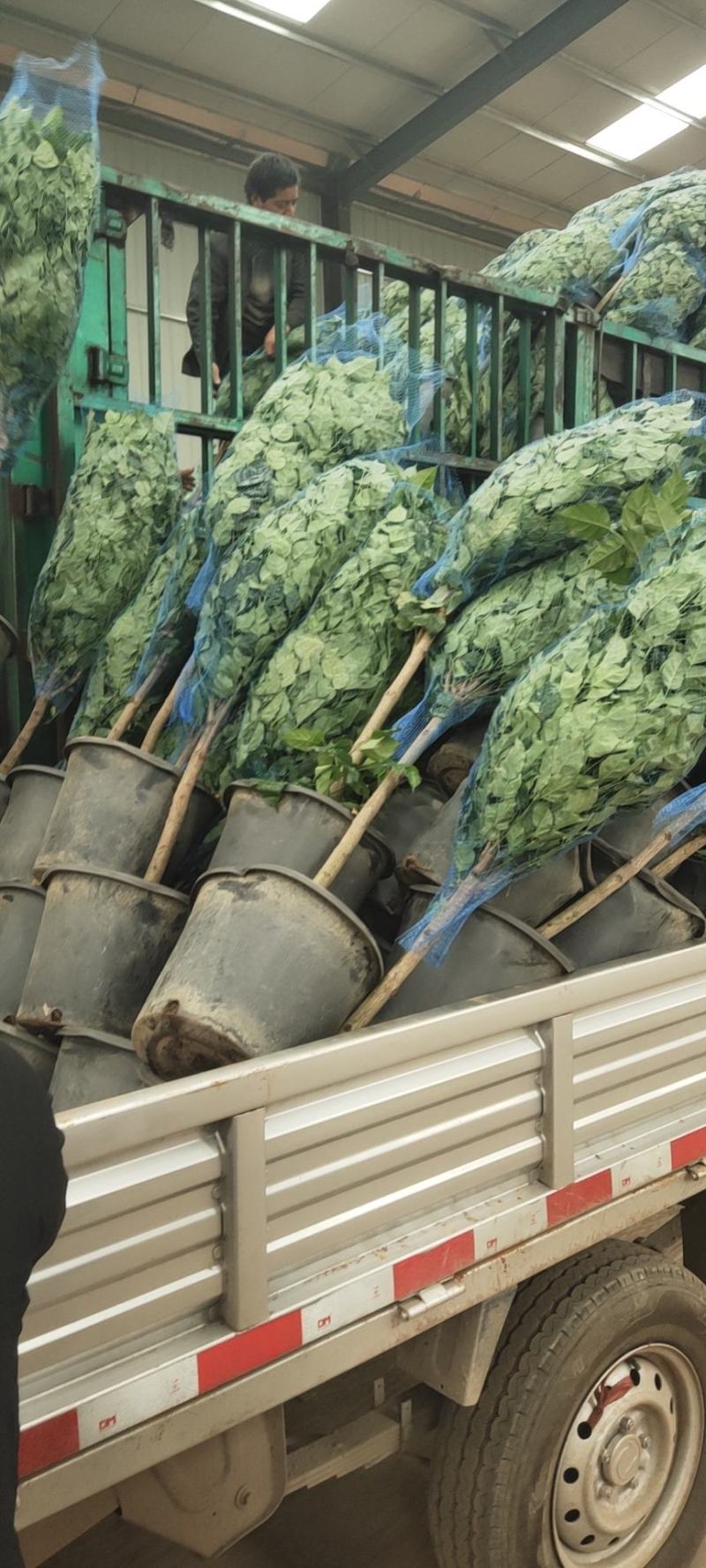 幸福树/绿宝自己种植无中间差价经验丰富年销量15万
