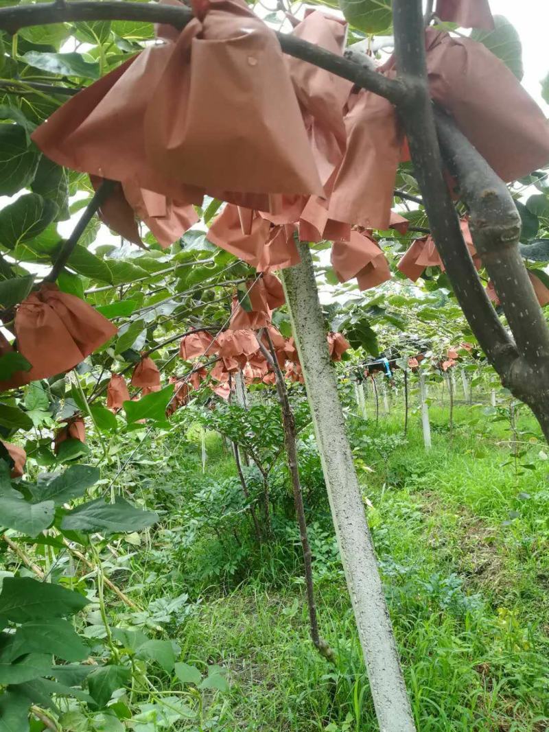 红心猕猴桃自然生长口感超好