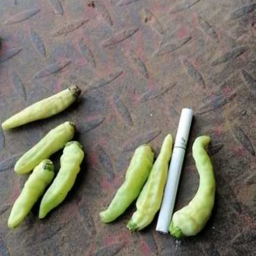 云南黄米椒，泡椒，大量上市