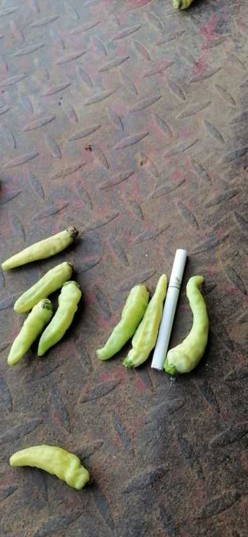 云南黄米椒，泡椒，大量上市