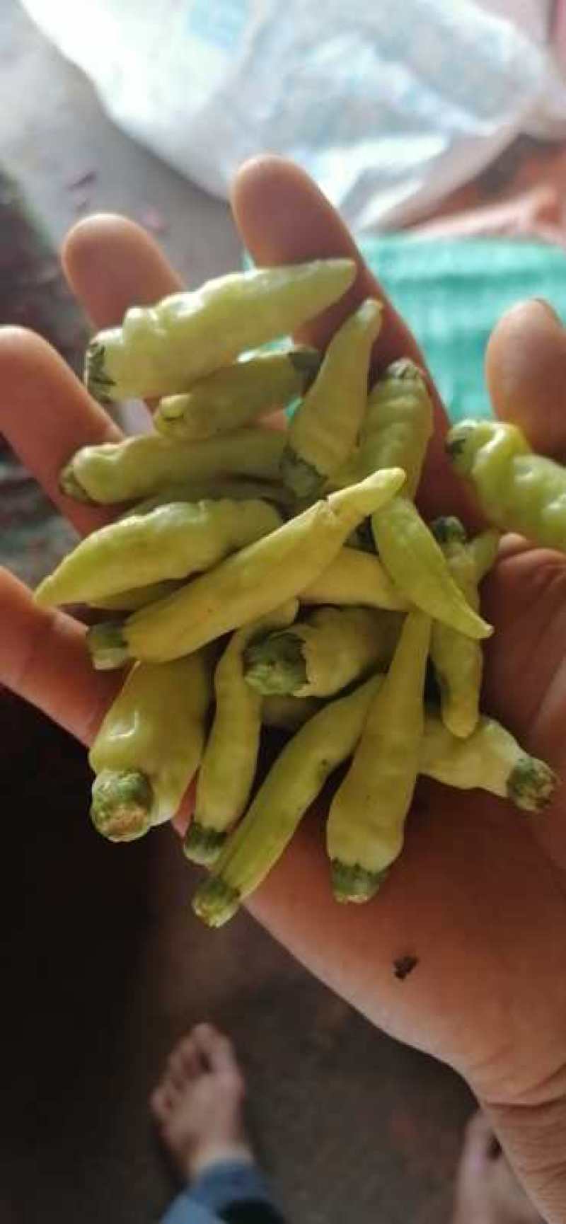 云南黄米椒，泡椒，大量上市