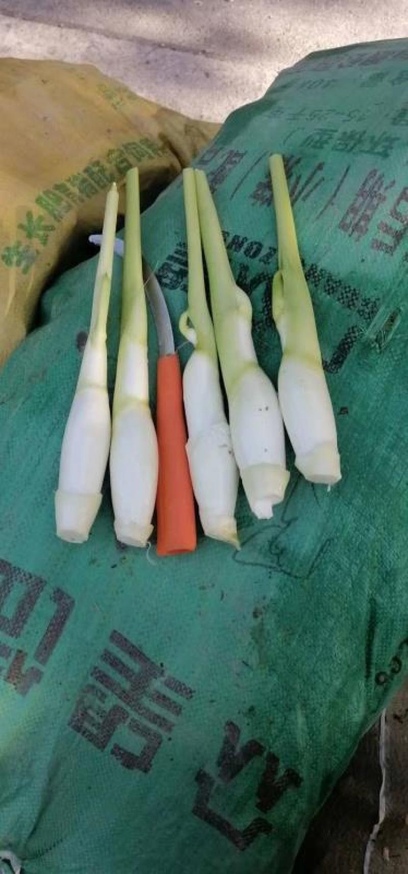 贵州黔西南州绿色种植，茭白笋