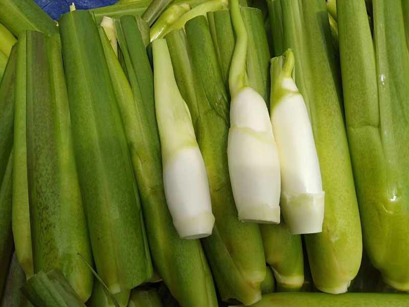 贵州黔西南州绿色种植，茭白笋