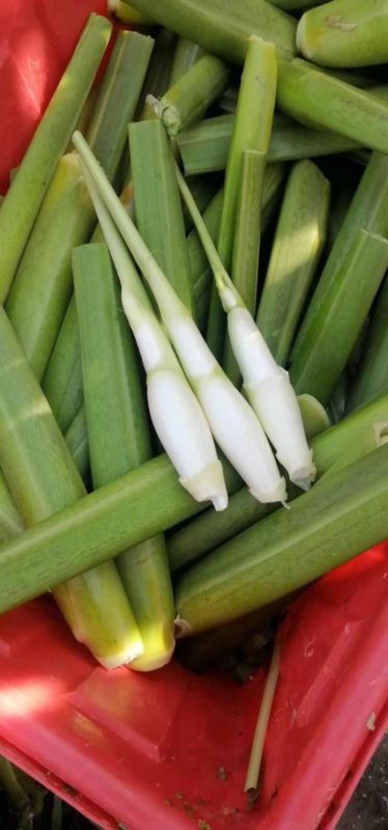 贵州黔西南州绿色种植，茭白笋