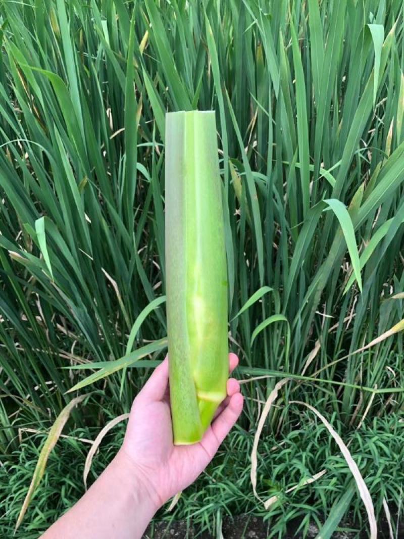 贵州黔西南州绿色种植，茭白笋