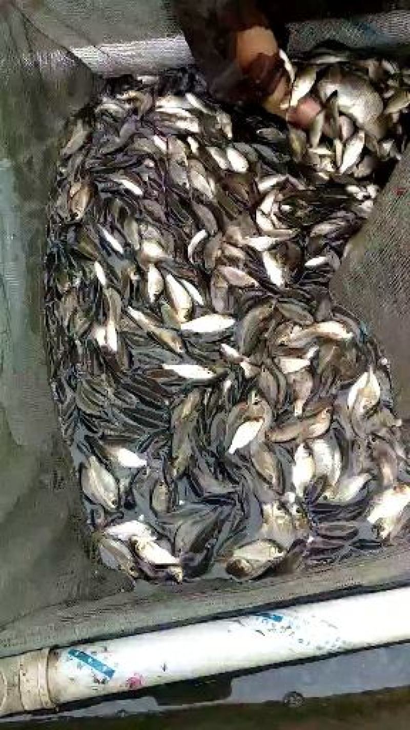 鲤鱼苗，大河鲤鱼苗，量大从优，欢迎订购。