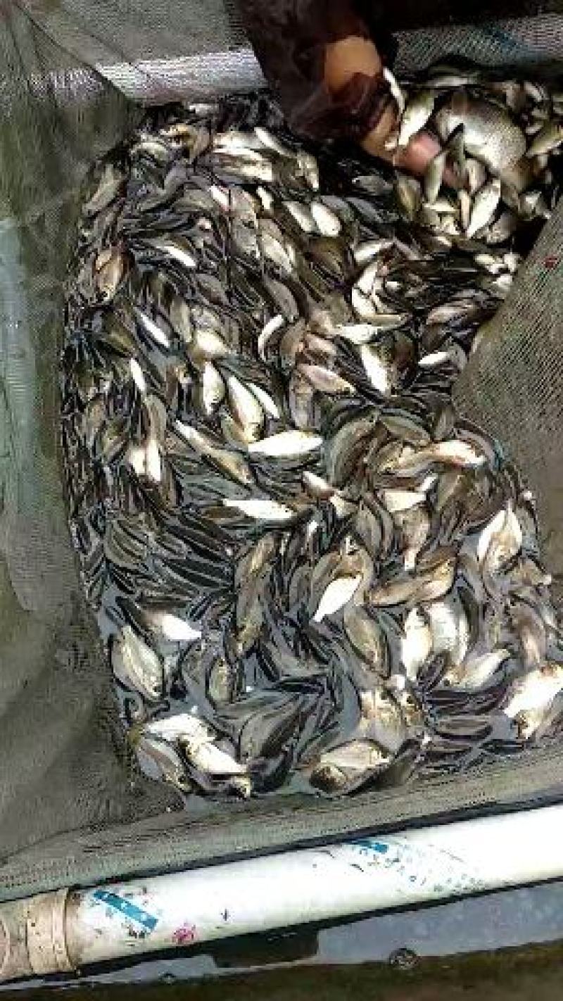 鲤鱼苗，大河鲤鱼苗，量大从优，欢迎订购。