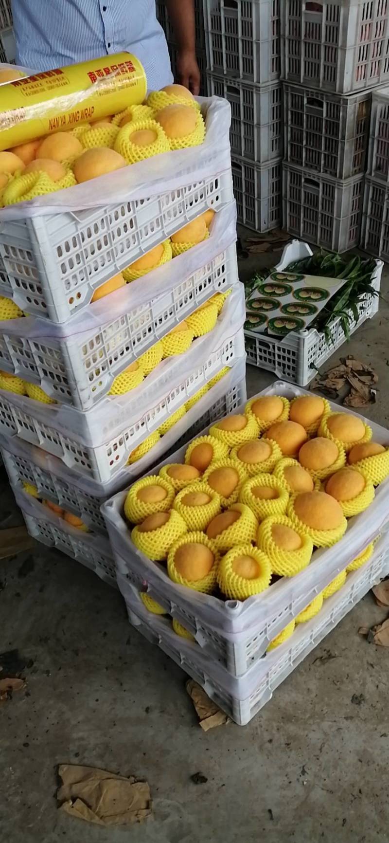 徐州丰县大沙河早熟黄桃基地，主营黄金密品种