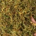 金银花野生货今年新货足干味道香质量好