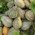 广西浓香型香竽南瓜—浓香型香芋南瓜又粉又甜