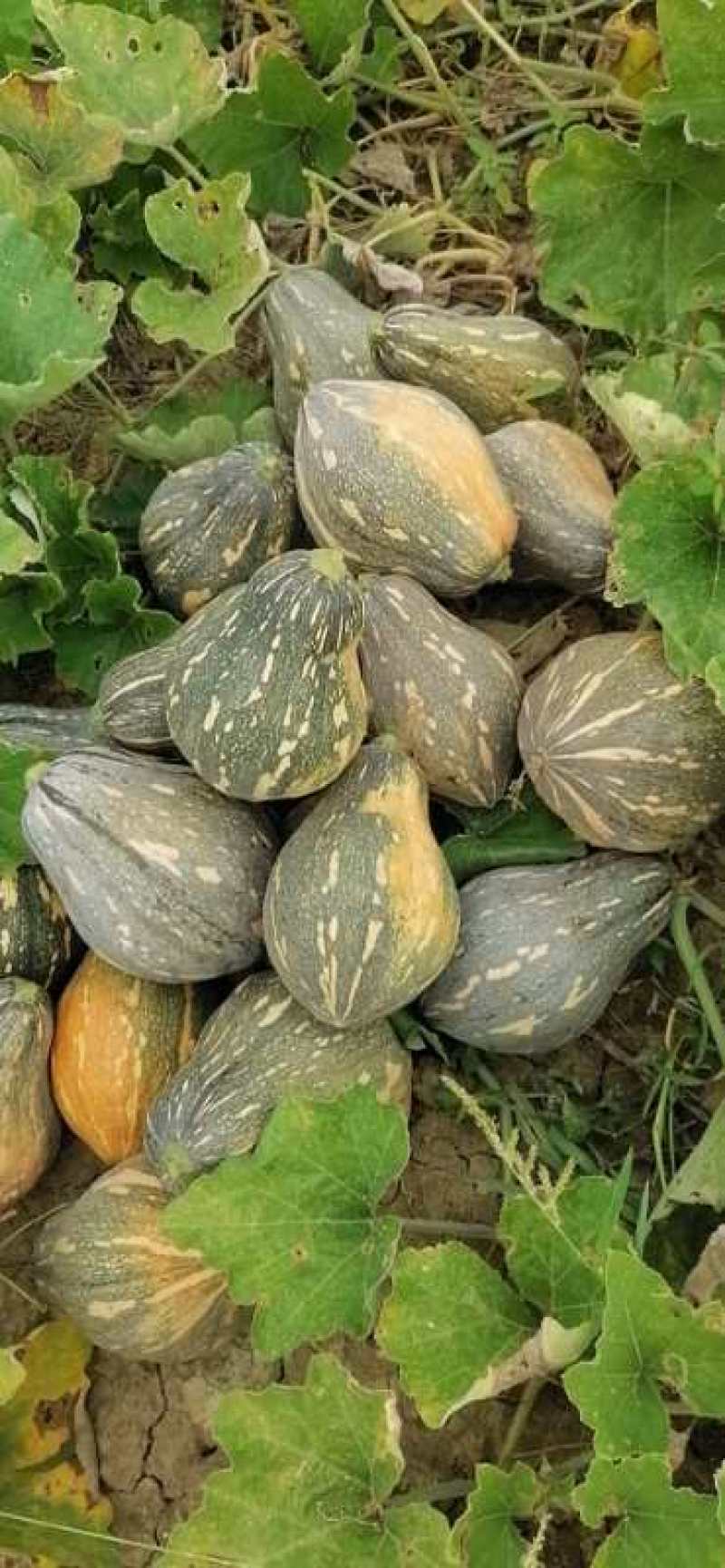 广西浓香型香竽南瓜—浓香型香芋南瓜又粉又甜