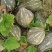 广西浓香型香竽南瓜—浓香型香芋南瓜又粉又甜