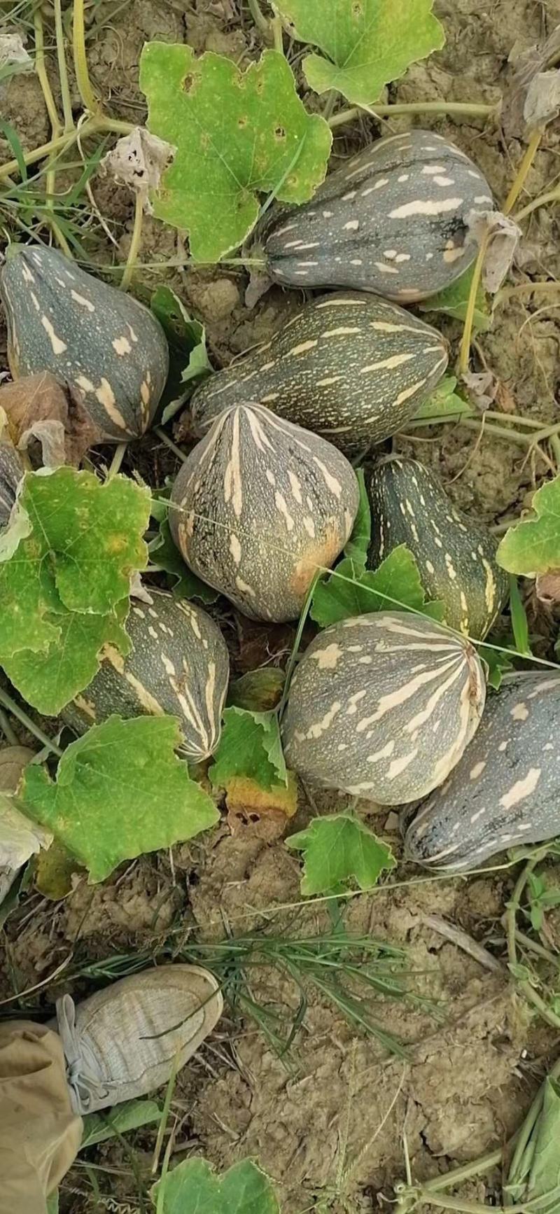 广西浓香型香竽南瓜—浓香型香芋南瓜又粉又甜