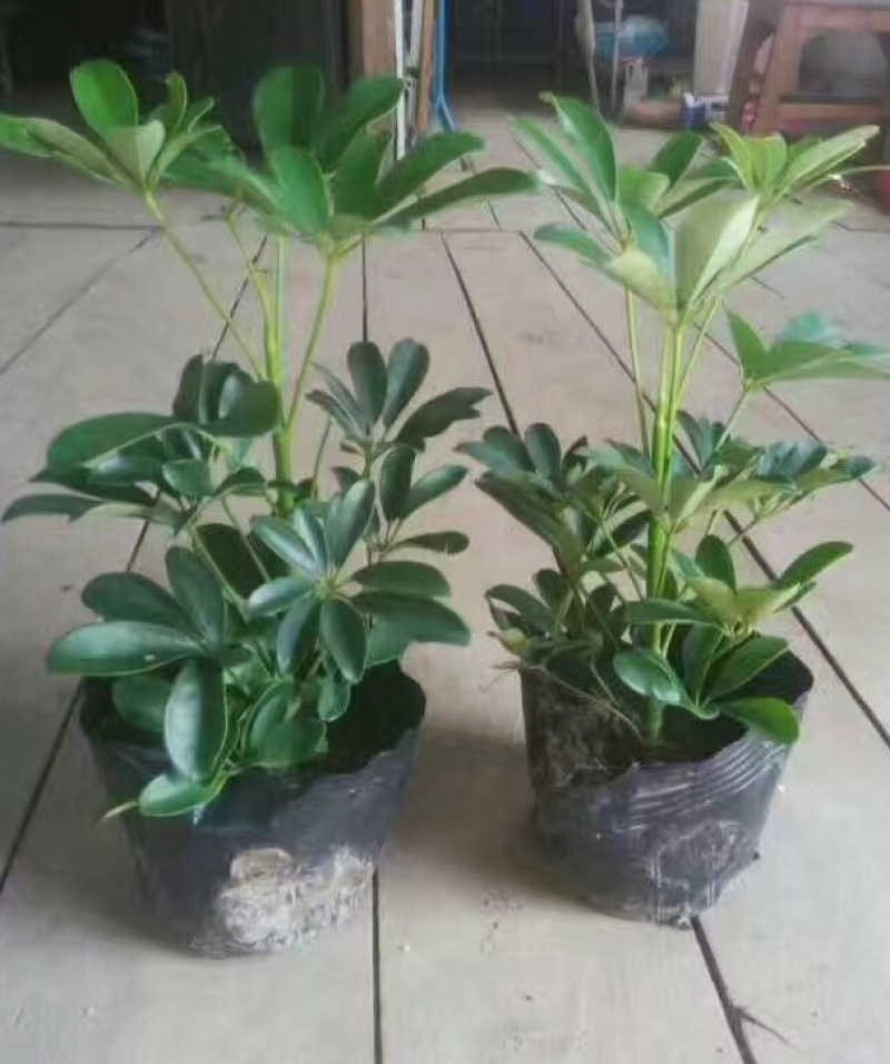 翠芦莉红继木鸭脚木黄金叶等各种地被
