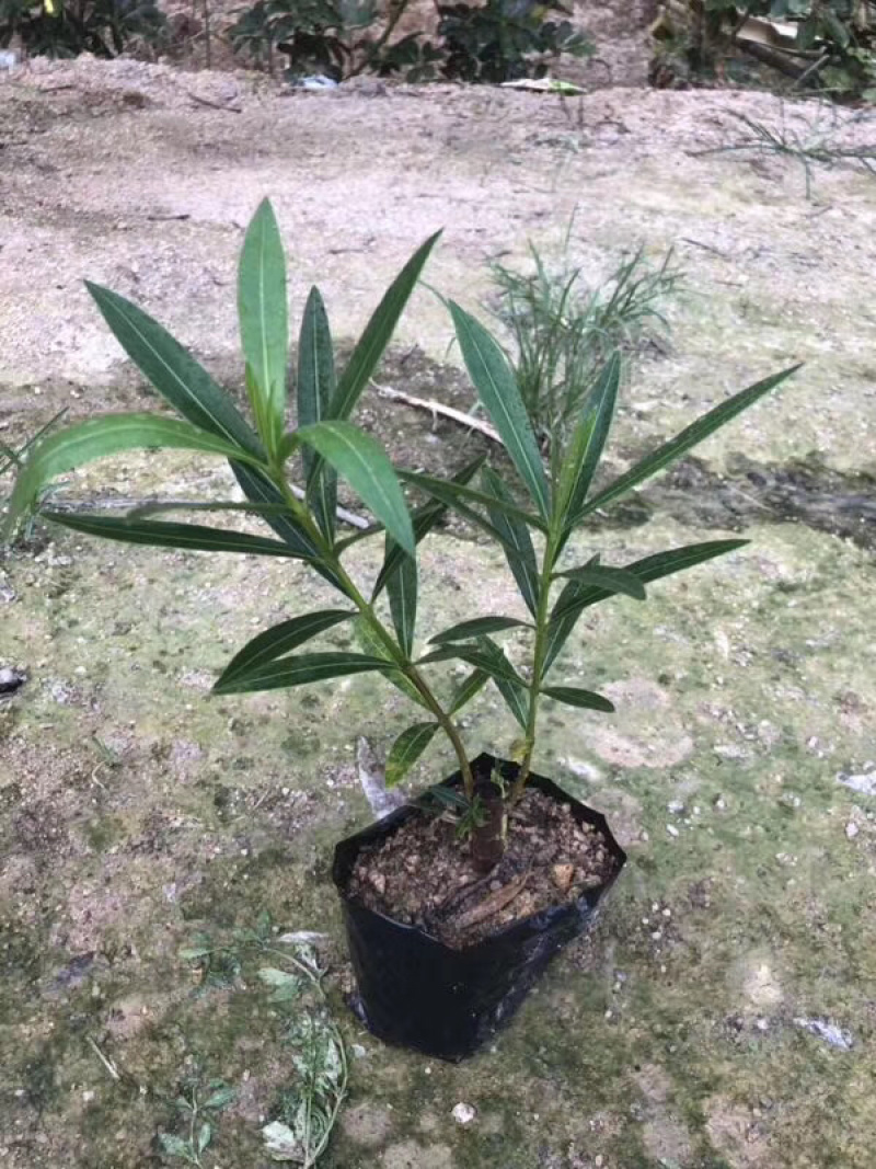 翠芦莉红继木鸭脚木黄金叶等各种地被