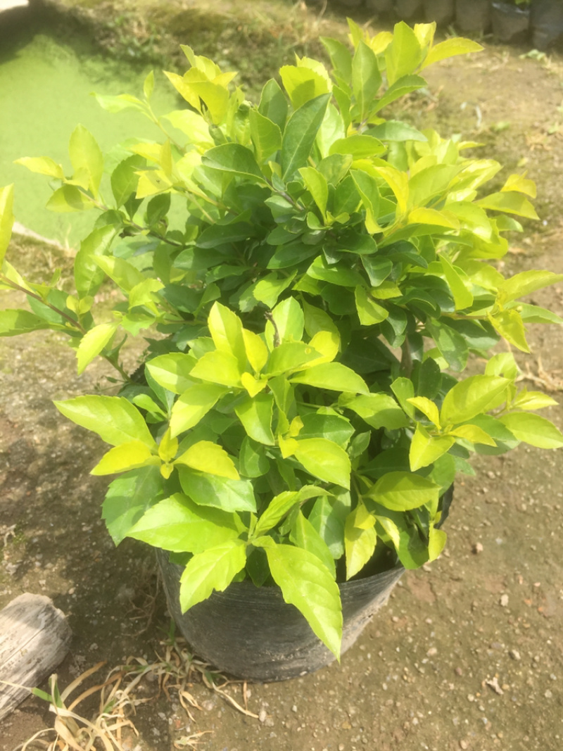 翠芦莉红继木鸭脚木黄金叶等各种地被