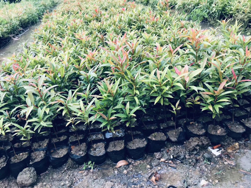 翠芦莉红继木鸭脚木黄金叶等各种地被