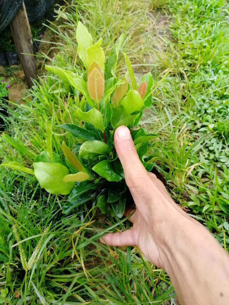 翠芦莉红继木鸭脚木黄金叶等各种地被