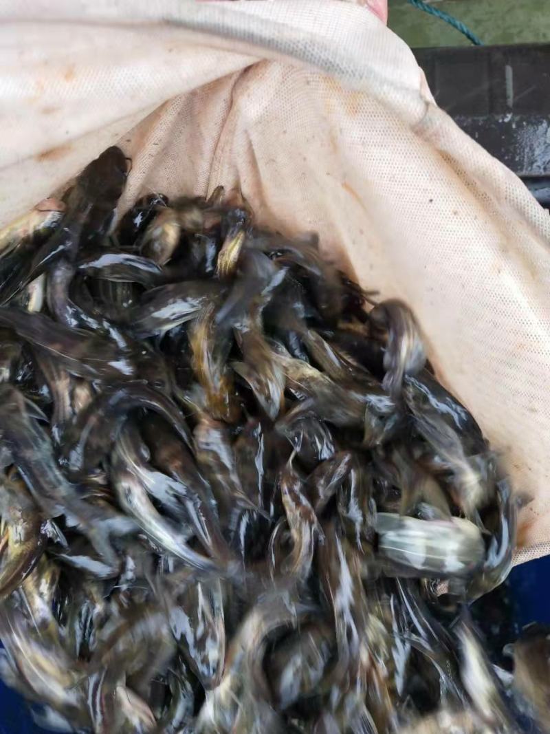 常年大量批发供应黄骨鱼苗，量大从优，无病毒，欢迎各位购。