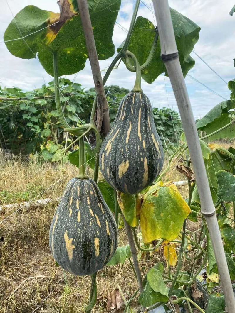 广西浓香型香竽南瓜—浓香型香芋南瓜又粉又甜