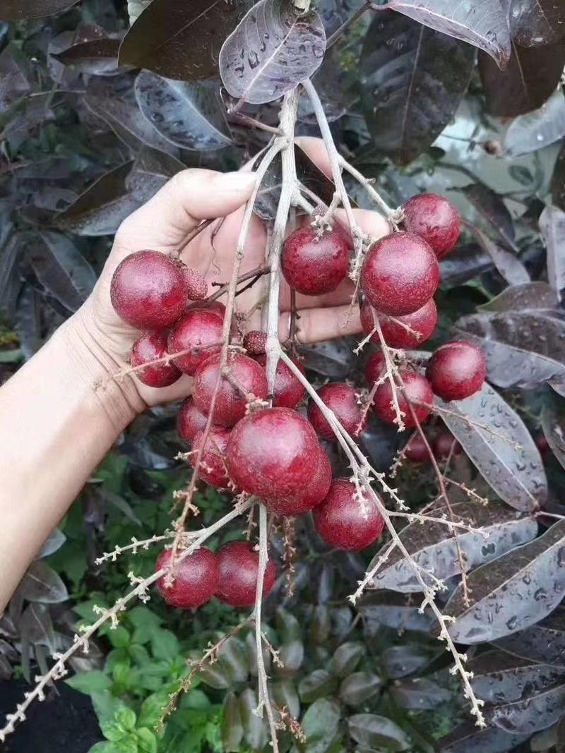 新品种泰国红皮龙眼嫁接苗带土带叶发货嫁接苗