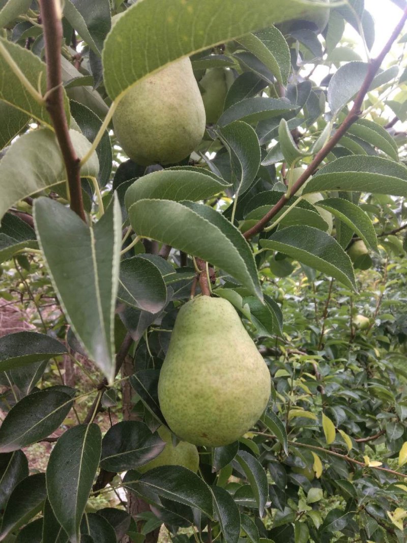 天水香蕉梨以大量上市，货源充足，市场批发，一件代发