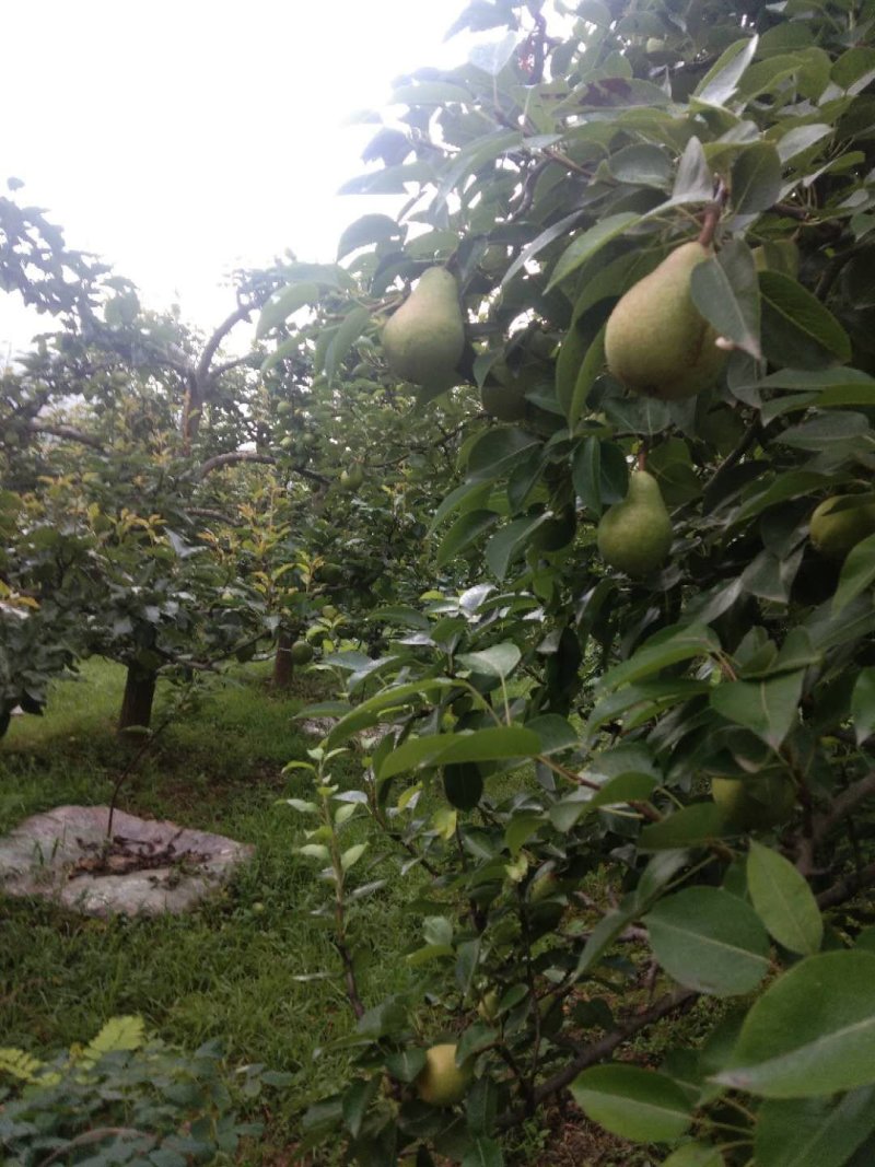 天水香蕉梨以大量上市，货源充足，市场批发，一件代发