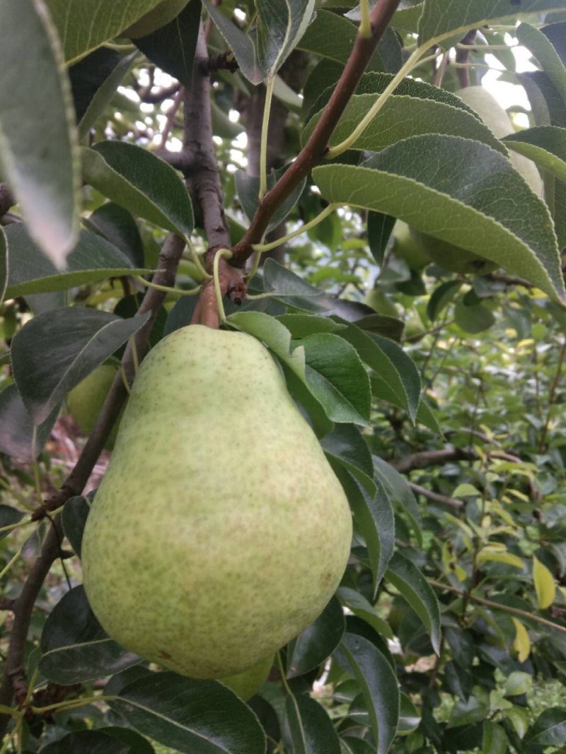 天水香蕉梨以大量上市，货源充足，市场批发，一件代发