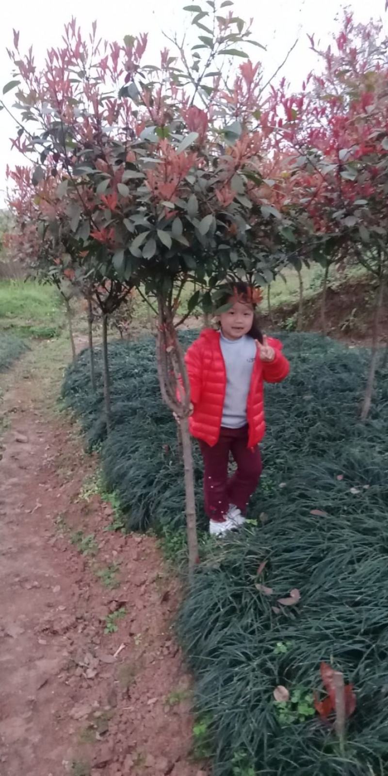 绿化工程用苗，小叶麦冬苗，货好