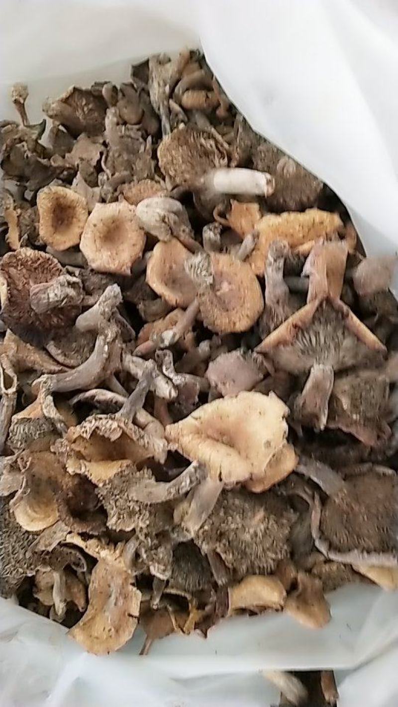野生干松树菌，松毛菌，丛树菇统货干品一手货源，常年有货