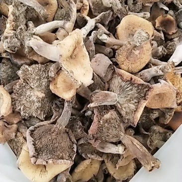 野生干松树菌，松毛菌，丛树菇统货干品一手货源，常年有货