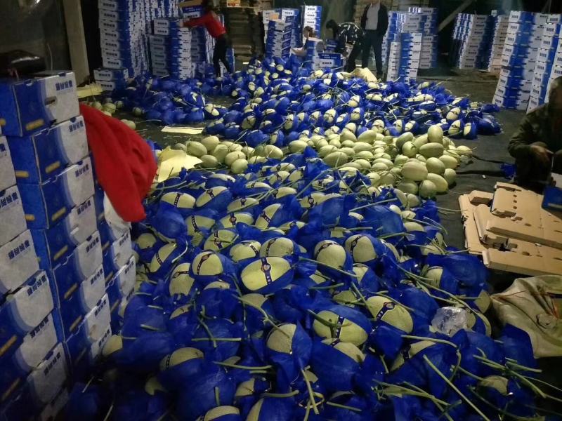 山东网纹甜瓜产地一手货源无中间商差价包装小工齐全