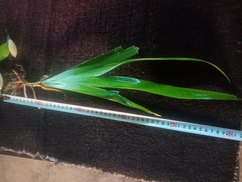 绿化工程用苗，蓝花鸢尾，不含盆