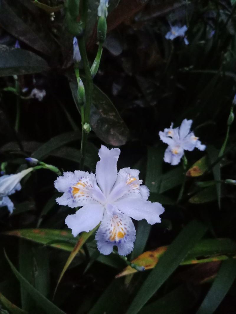 绿化工程用苗，蓝花鸢尾，不含盆