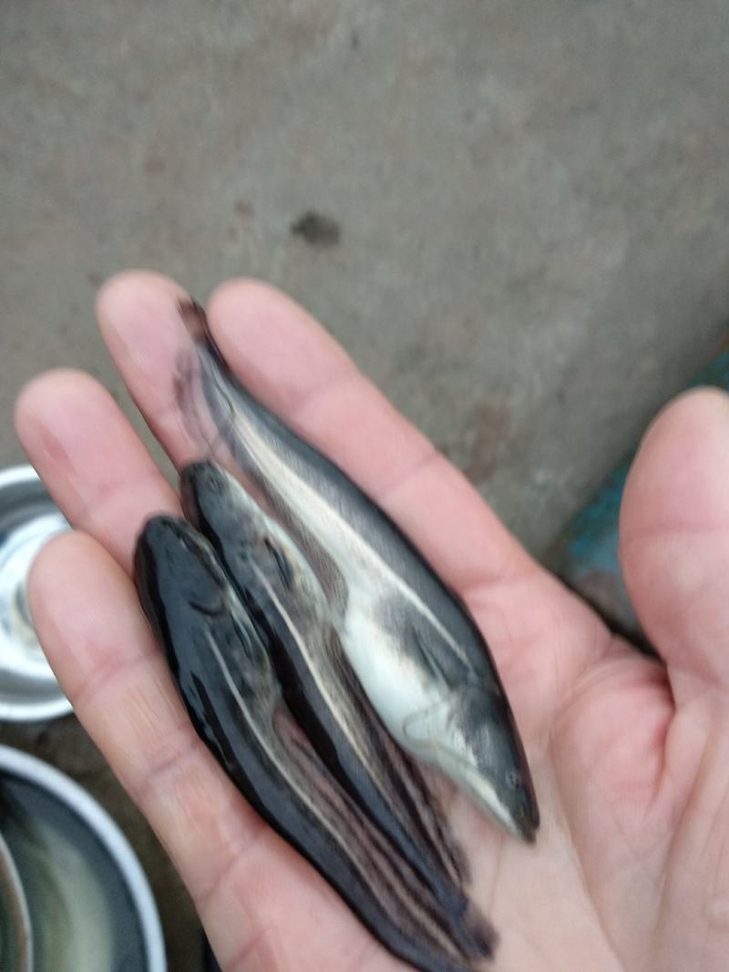 【鲶苗】大口鲶苗，物美价廉，长势快，无病毒，肉质好