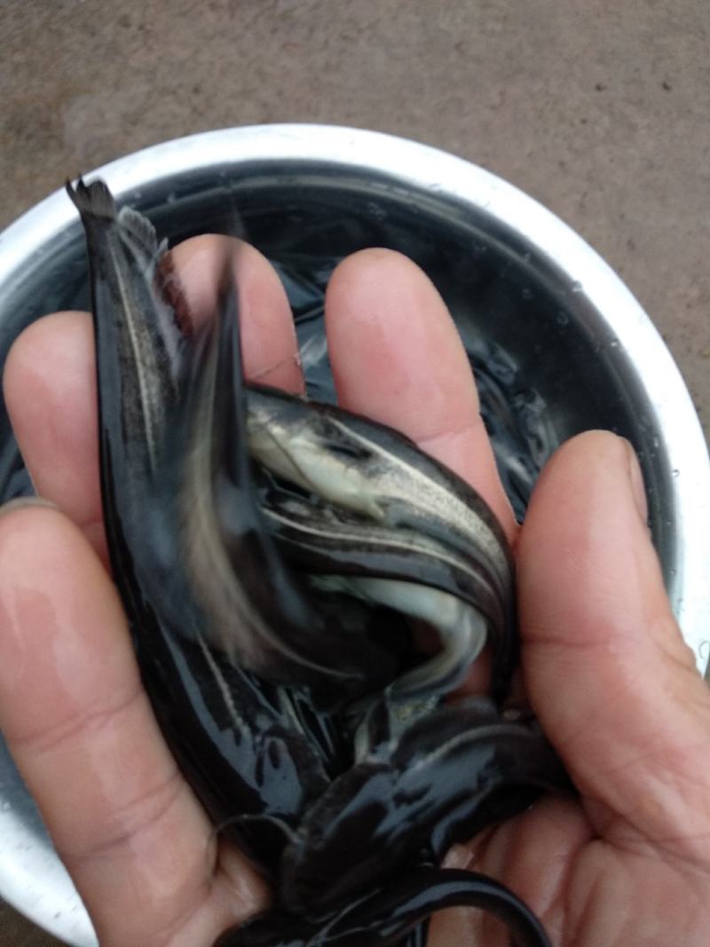 【鲶苗】大口鲶苗，物美价廉，长势快，无病毒，肉质好