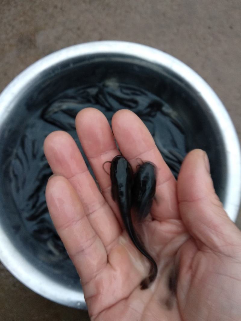 大口鲶鱼苗，长势快，不怿水质，无病毒，肉质好，量大从优