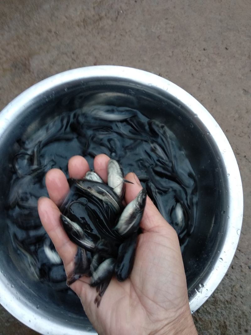大口鲶鱼苗，长势快，不怿水质，无病毒，肉质好，量大从优
