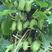 野生软枣猕猴桃苗一年到2年苗产地价格