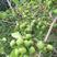 野生软枣猕猴桃苗一年到2年苗产地价格