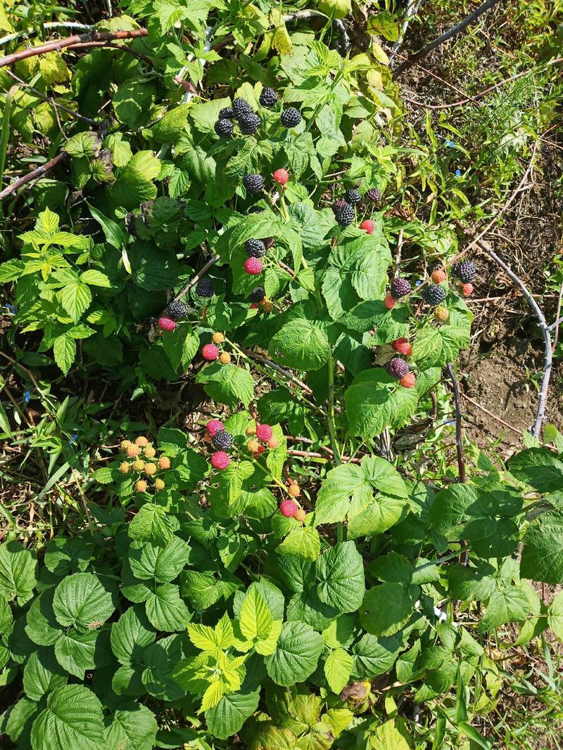 黑树莓苗10cm以下产地批发价格优惠品种纯正