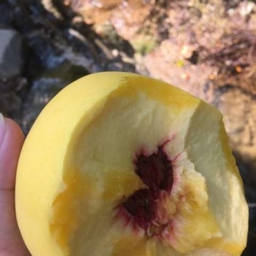 枝条桃子枝条苹果枝条黄金密桃黄金苹果国庆黄金苹果甜苹果糖