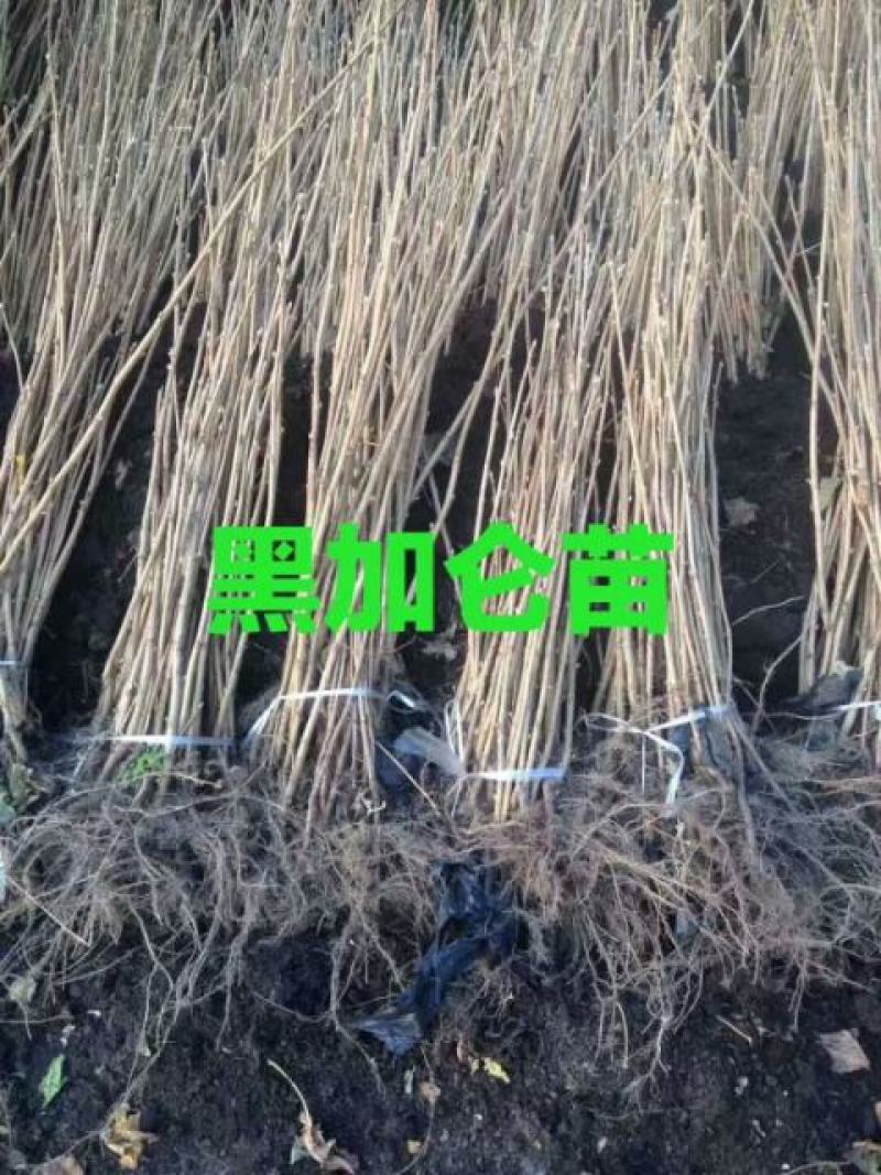 百亩黑加仑苗产地批发口感好果大产量高价格优惠合理