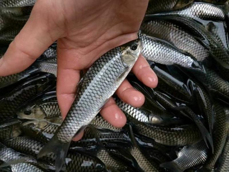 草鱼苗(洪湖本地孵化草鱼苗)优质健康，生长快