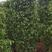 垂叶榕（柱形状）山水宝地的不二之选绿化苗木