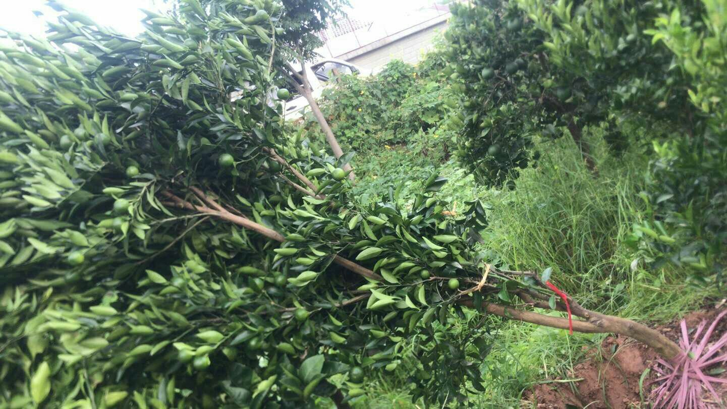 盆栽柑桔植株特写
